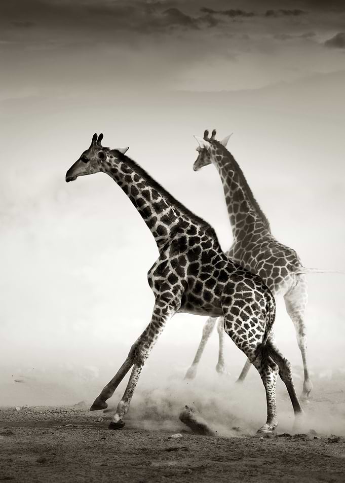 Giraffes running