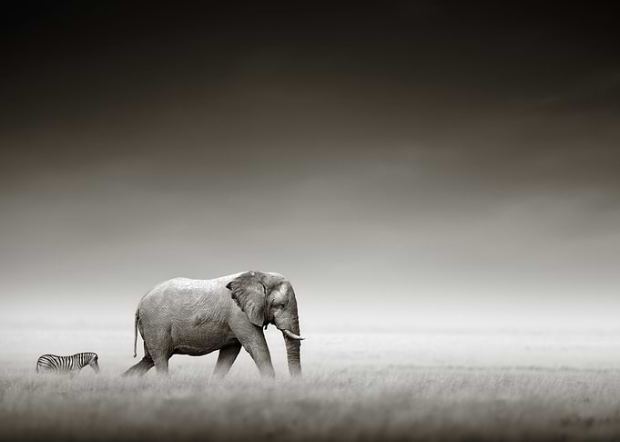 Elephant and zebra