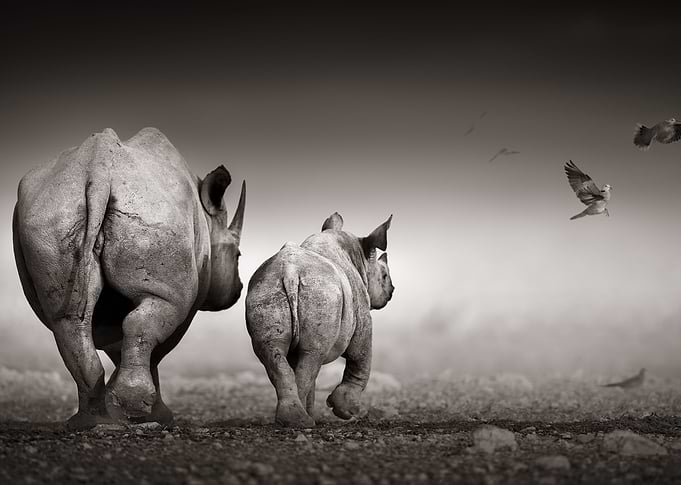 Black Rhinoceros