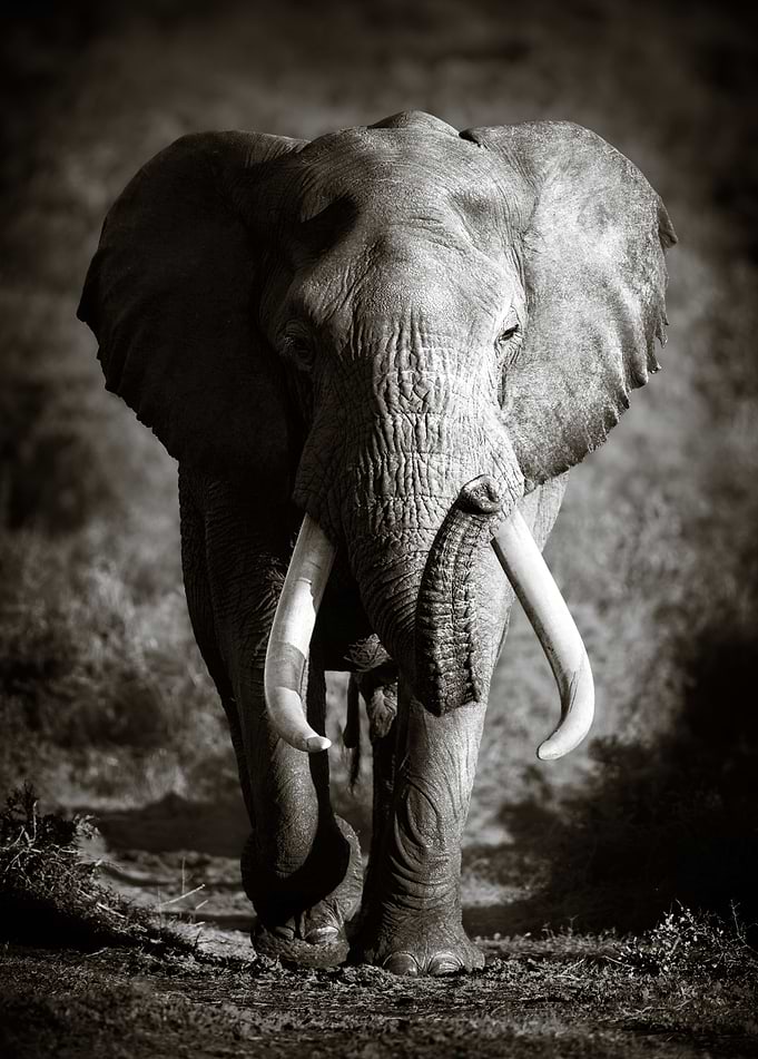 Elephant Bull