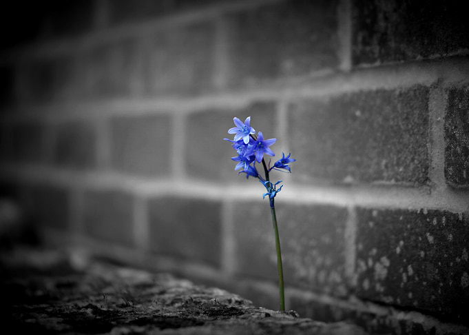Nature Prevailing