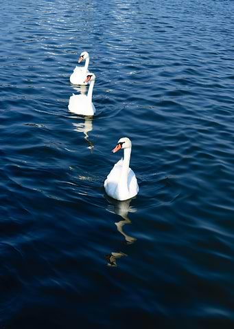White swans