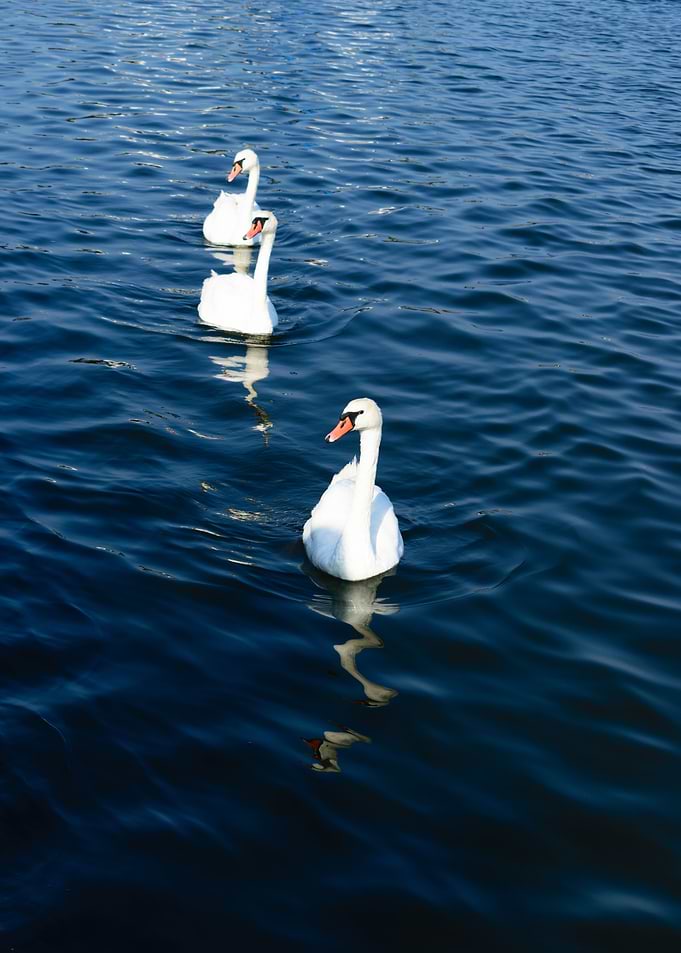 White swans