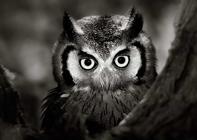 Whitefaced Owl