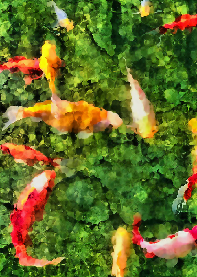 Koi in a Glassy Pool