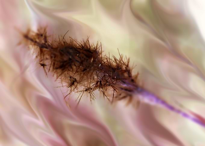 Astral Seeds