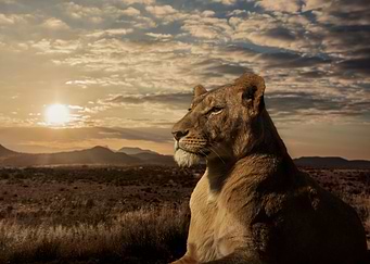 The Queen of Savannah