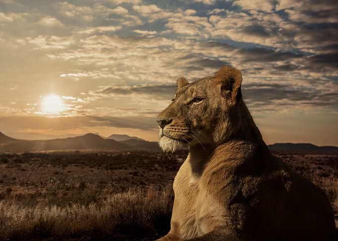The Queen of Savannah