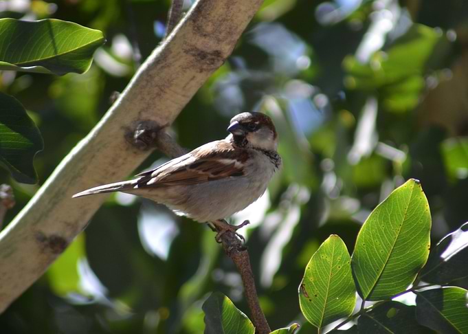 Sparrow