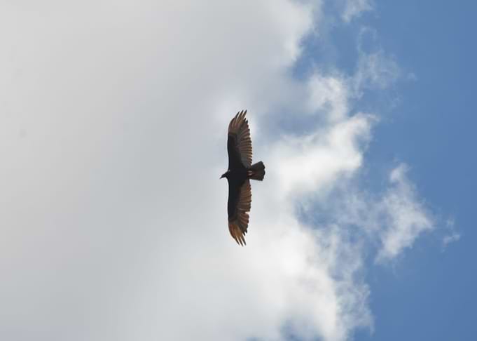 Soft Flight