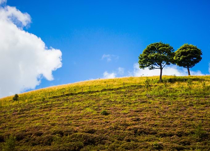 Summer Trees on Hill