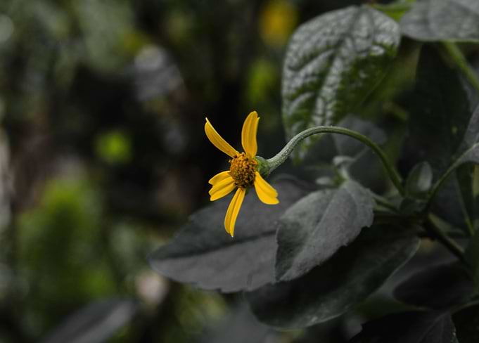 flower little