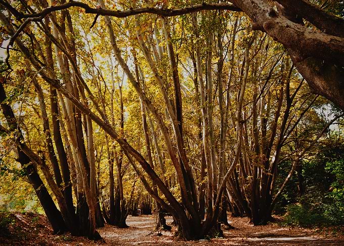 1300 years old forest