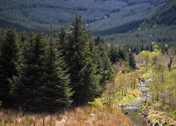 Welsh Forest