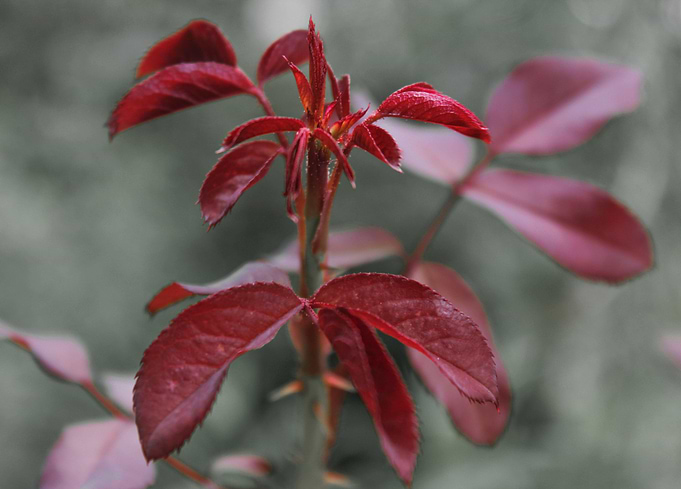 plant red