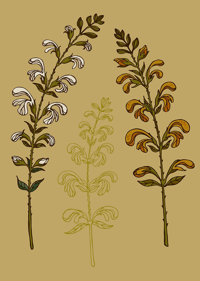 Salvia