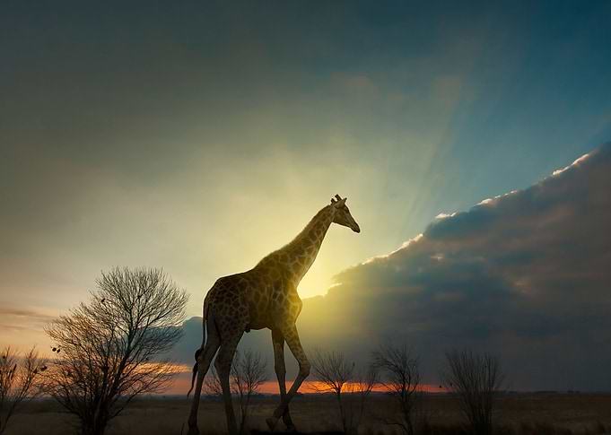 The Lady of Savannah