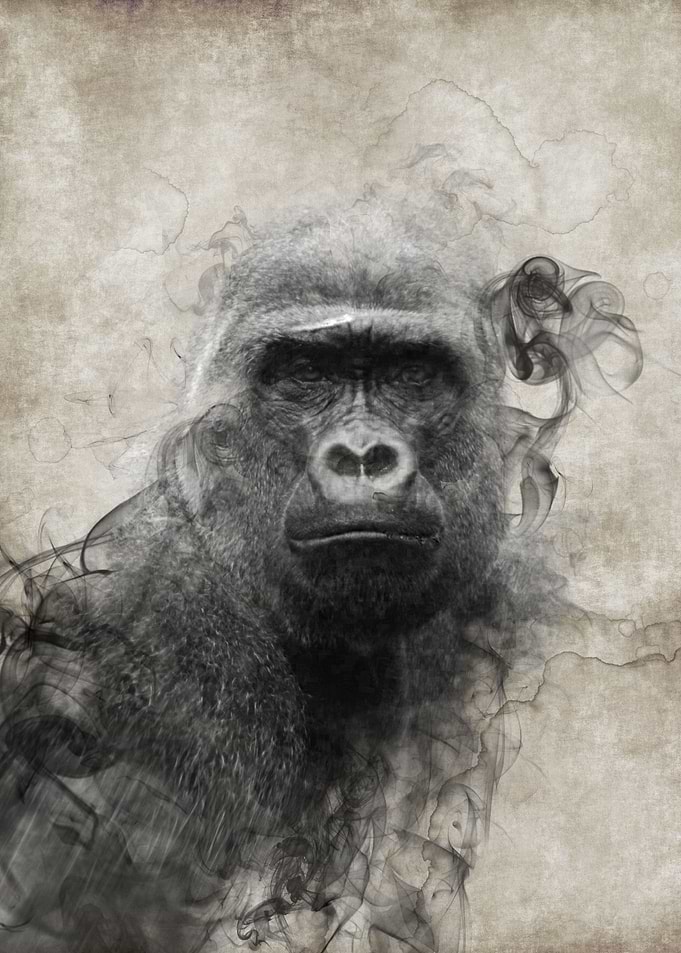 Gorilla