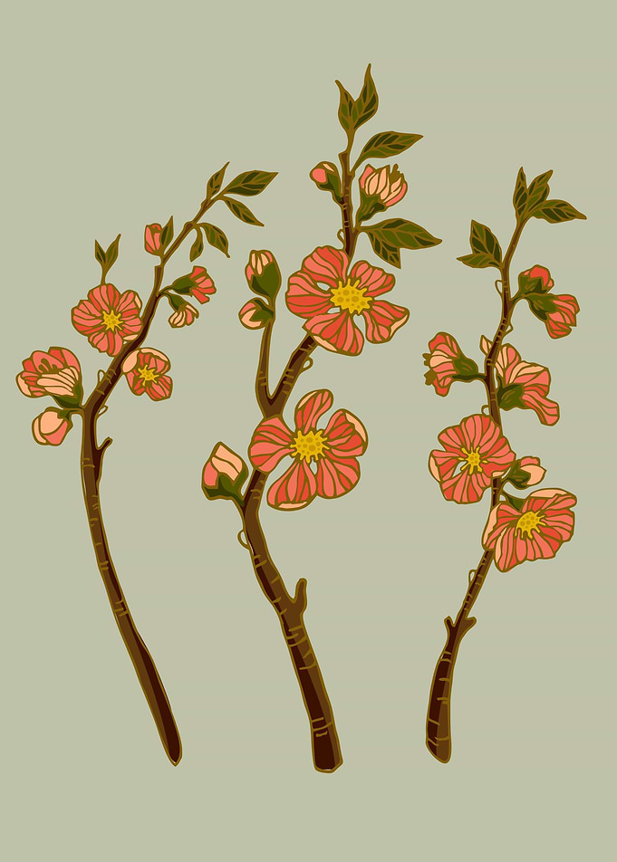 Apple Blossom