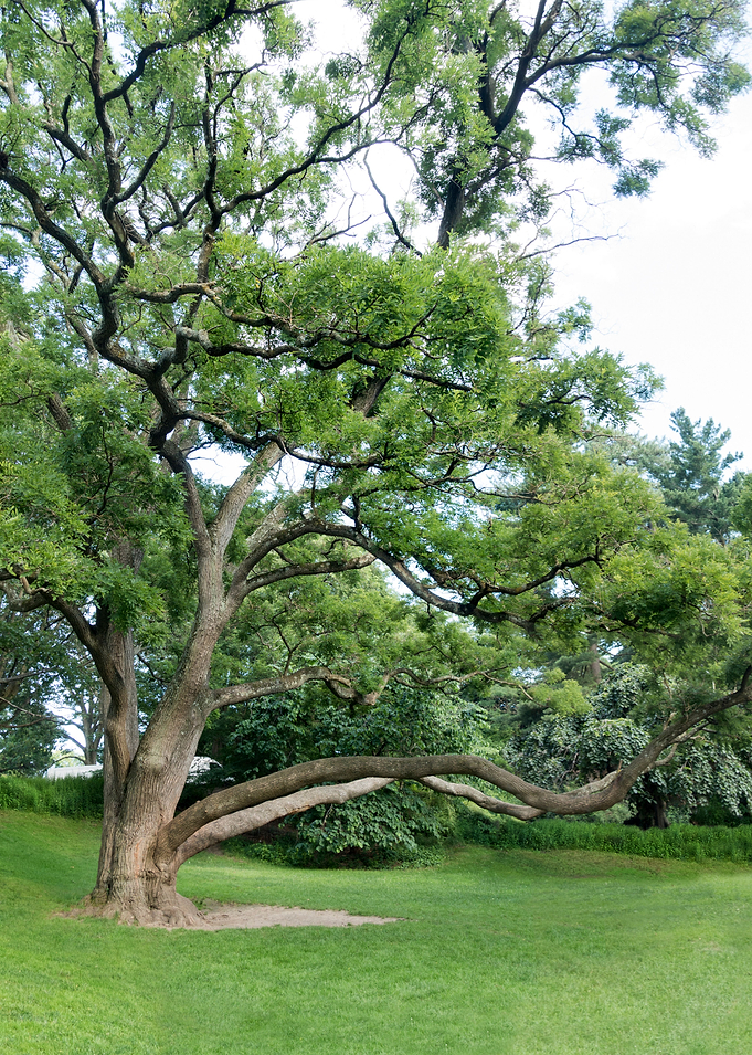 Big tree in public park