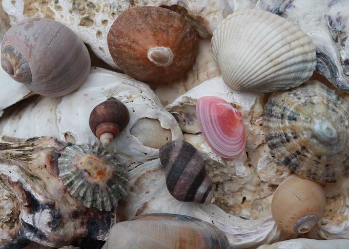 Sea shells