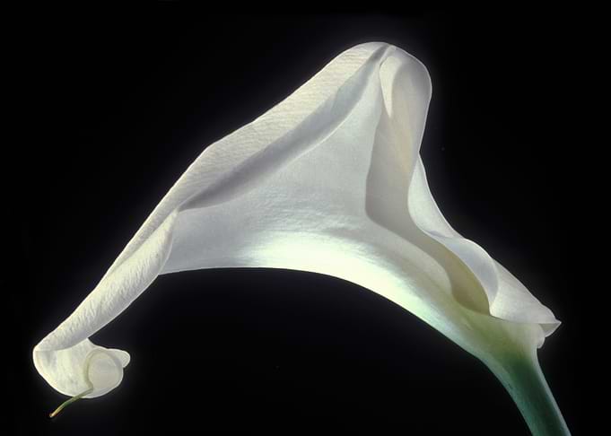 Flower 4