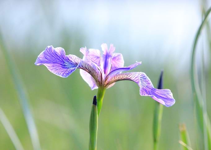 Iris
