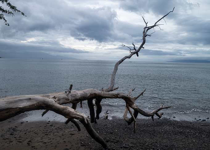 fallen tree branch seaside
