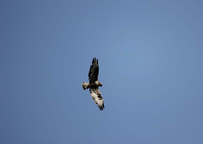 Sea Hawk