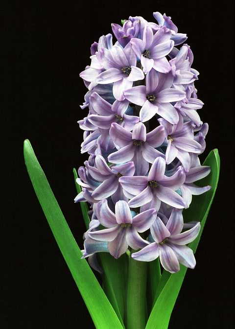 Flower 12