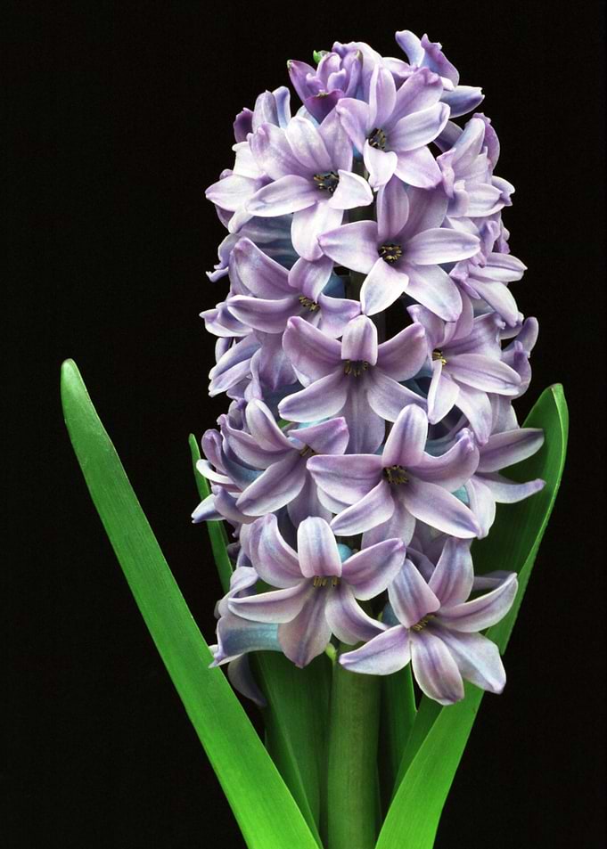 Flower 12