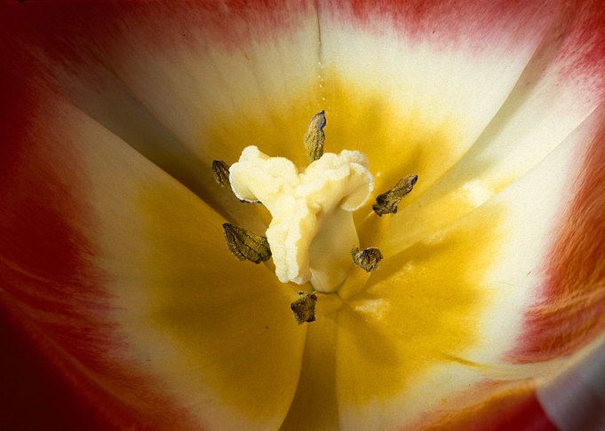 Flower 10