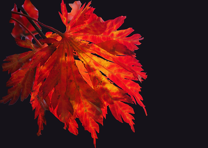 Fire Leaf