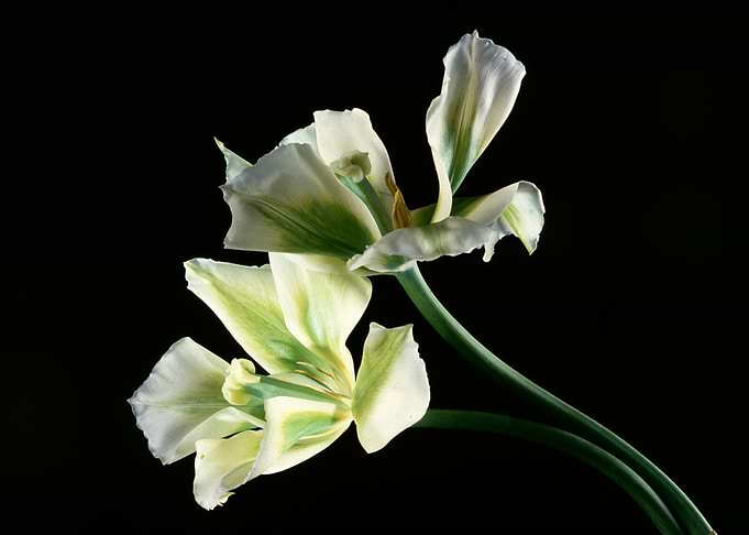 Flower 7