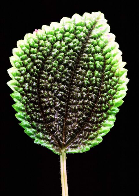 Flower 11