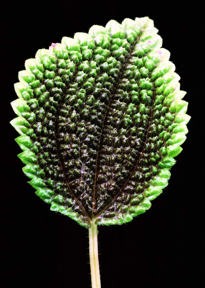 Flower 11