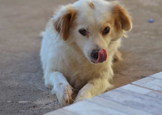 Domestic Dog