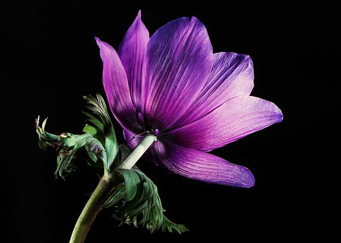 Flower 2