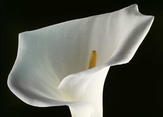 Flower 5