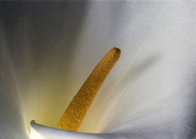 Flower 6