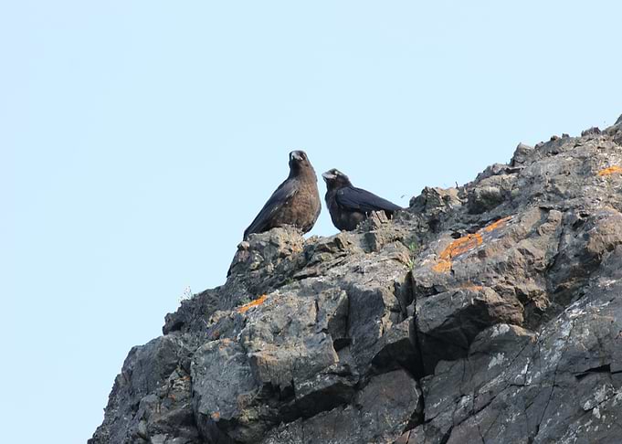 Two Old Crows
