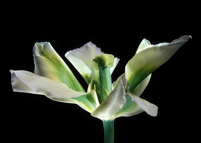 Flower 9