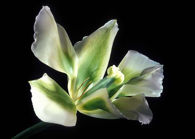 Flower 8