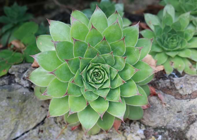 Wild succulent