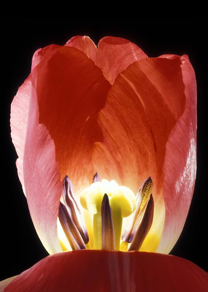 Flower 3