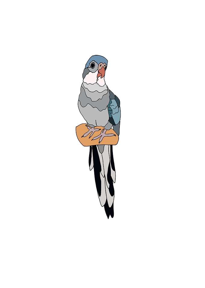 Princess Parrot