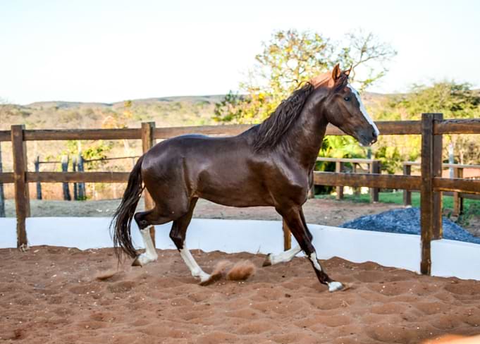 Horse