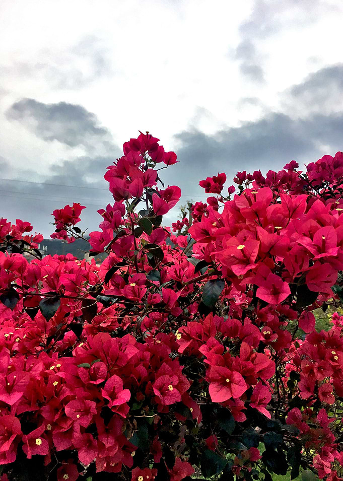 Flor Brasil-9_2018
