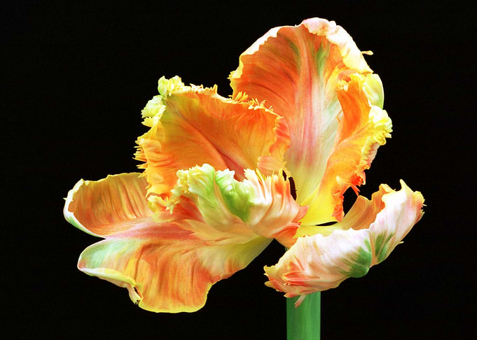 Flower 16