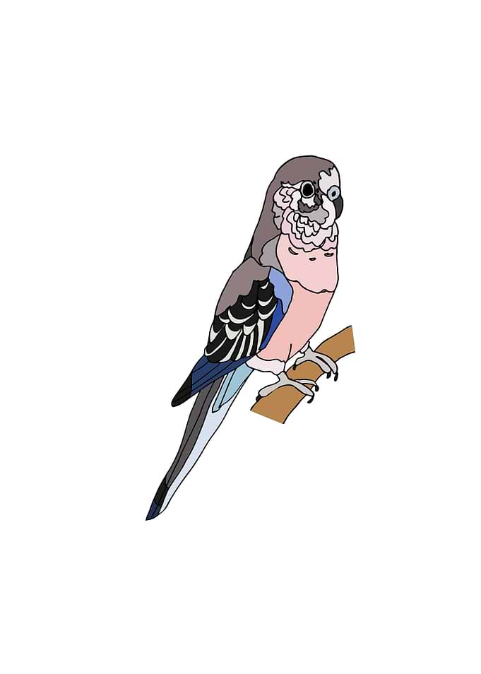 Bourkes Parakeet